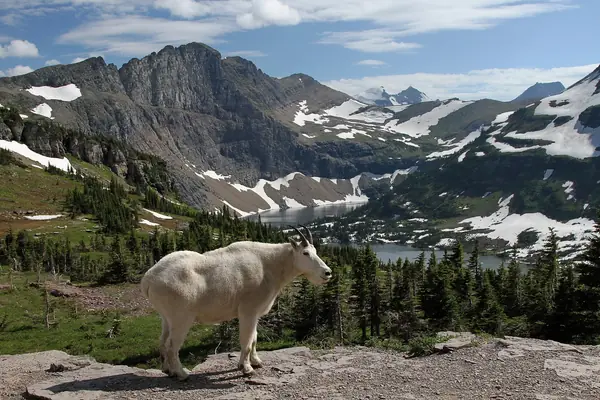 A mountain goat at Hidden Lake