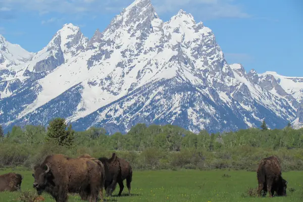 Bison on the valley floor