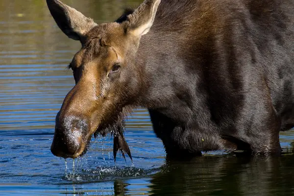 A bull moose in the willows