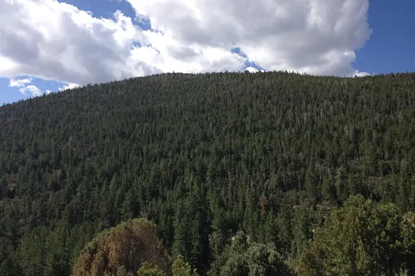 Forest along the Wheeler Peak Drive