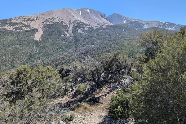 Ancient bristlecone pines