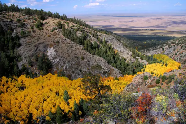 Golden aspens above the dune field