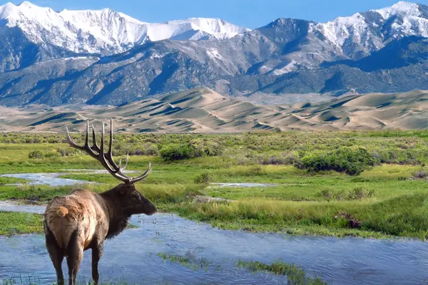 Elk graze near the dunes
