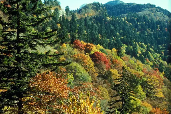 Autumn color at Newfound Gap
