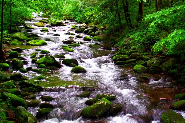 A mountain stream in the old-growth forest