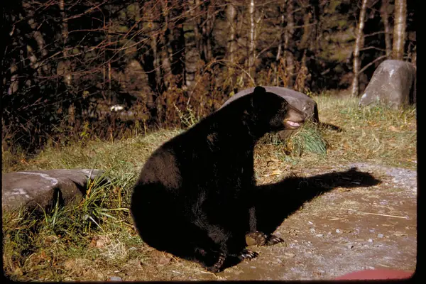 A black bear in the park