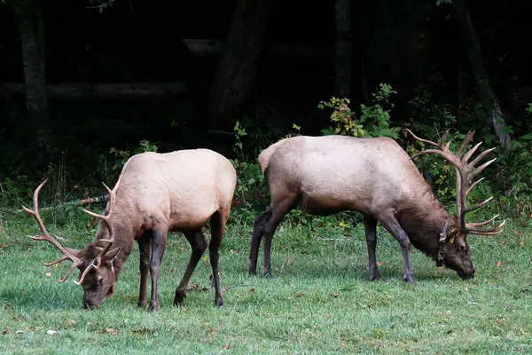 Elk graze in the valley