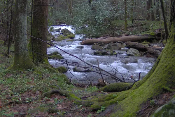 Cosby Creek through the hardwoods