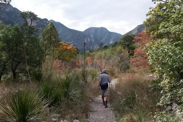 Fall color in McKittrick Canyon