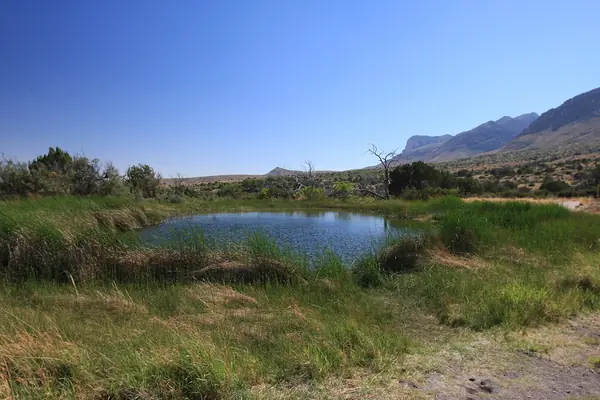 Manzanita Spring