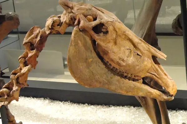 The Hagerman Horse, Idaho's state fossil