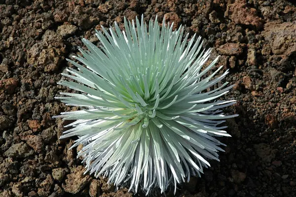 The endemic Haleakala silversword