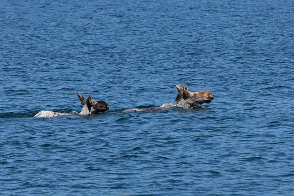 A moose swims the Rock Harbor channel