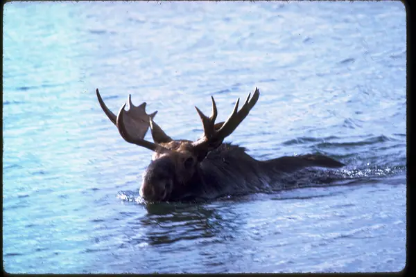 Moose roam the island
