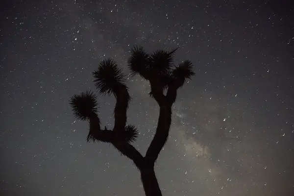 Joshua trees under the Milky Way