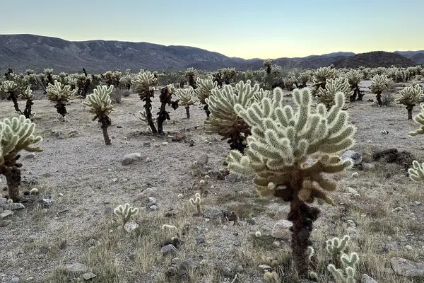 The Cholla Cactus Garden