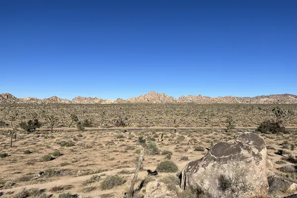 A Joshua tree forest at Quail Springs