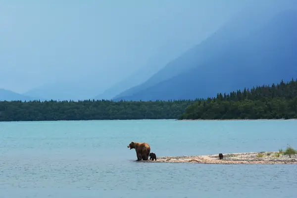 A grizzly sow and cubs at Naknek Lake