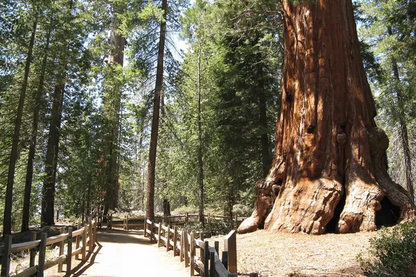 Giant sequoias in Grant Grove