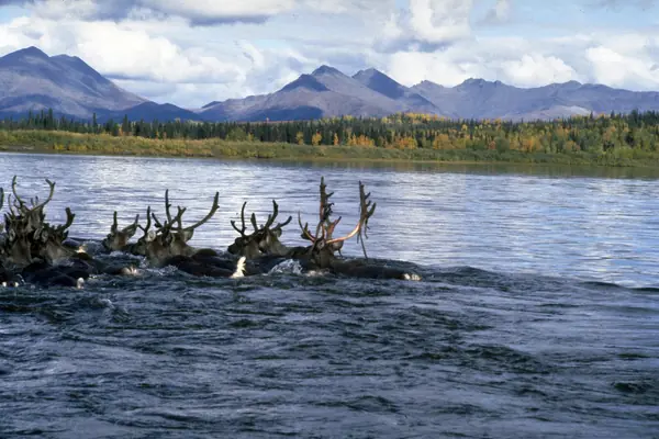 Caribou swim the Kobuk River