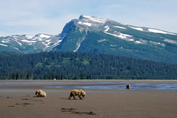 Brown bears on the coast