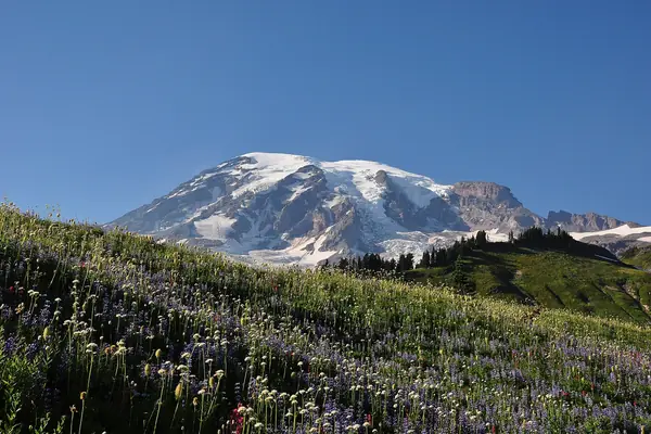 Wildflowers in Paradise