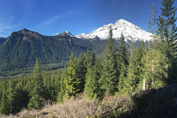 Summer wildflowers beneath the peak