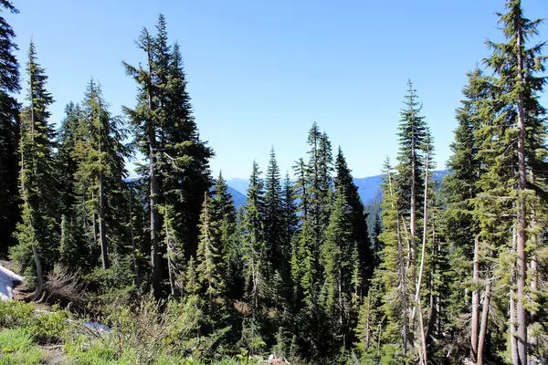 Subalpine meadows