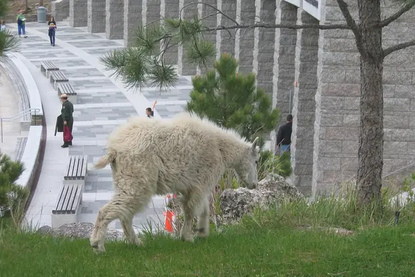 A mountain goat near the memorial