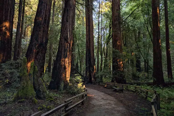 A trail through the redwoods