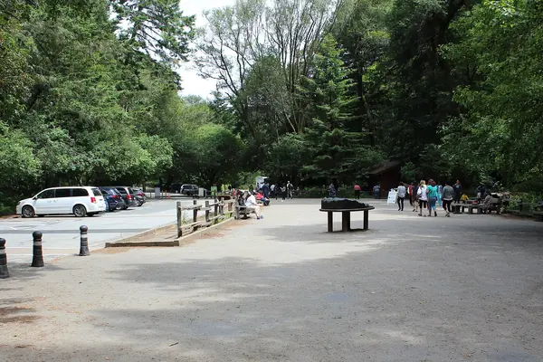 The boardwalk beneath the giants