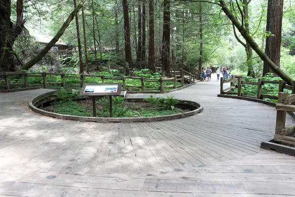 A circle of coast redwoods