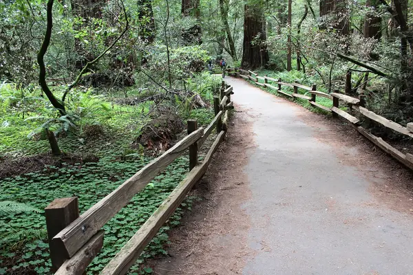 Towering coast redwoods