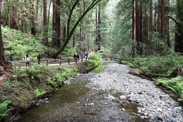 Redwood Creek