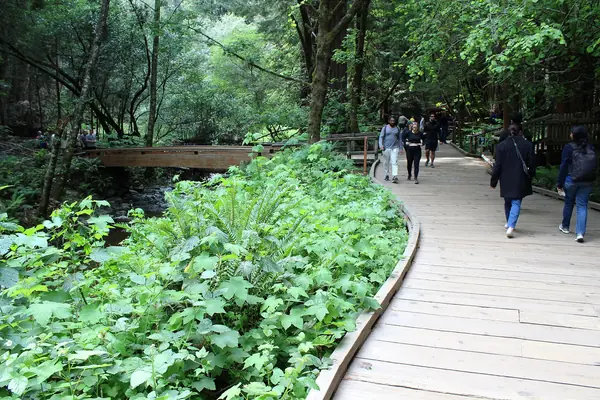 Redwood sorrel along the path