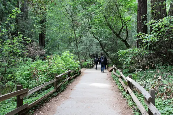 The boardwalk through the grove