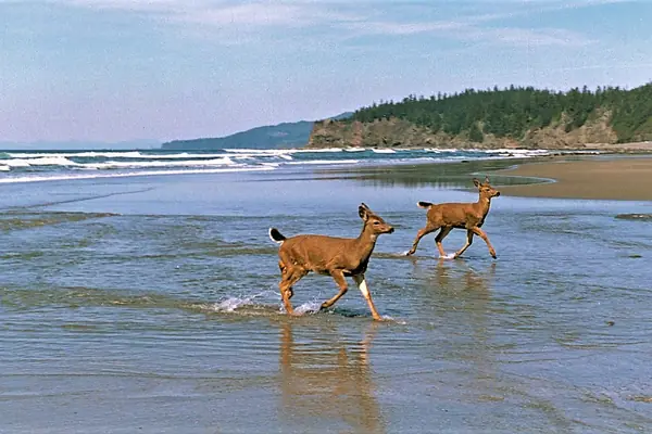 Shi Shi Beach