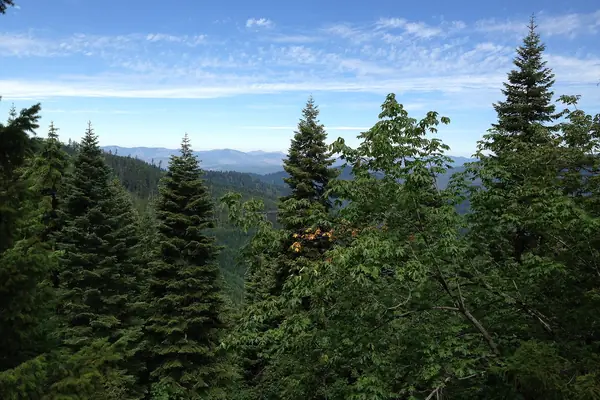 Forested Siskiyou Mountains above the cave
