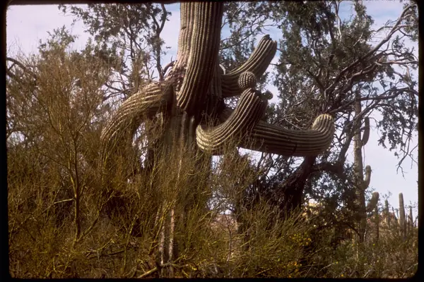 The namesake organ pipe cactus