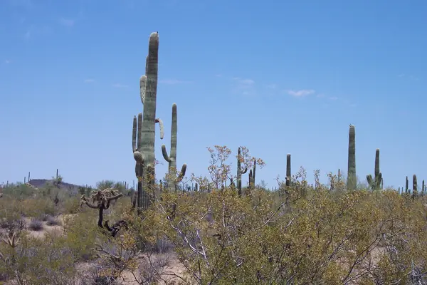 Saguaro and organ pipe below the mountains