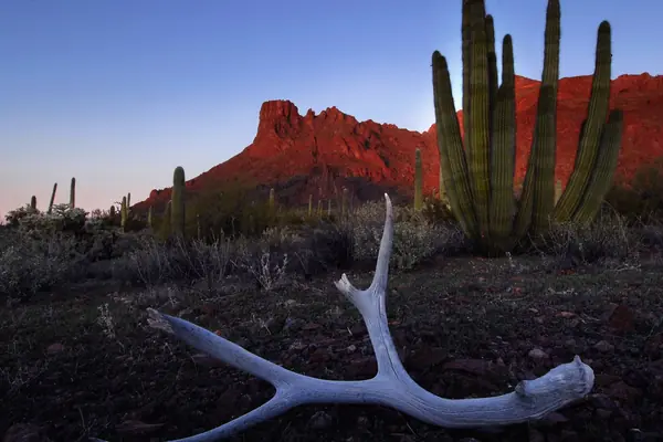 Cacti against the red hills