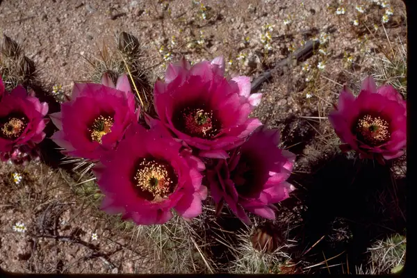 Cactus flowers in bloom