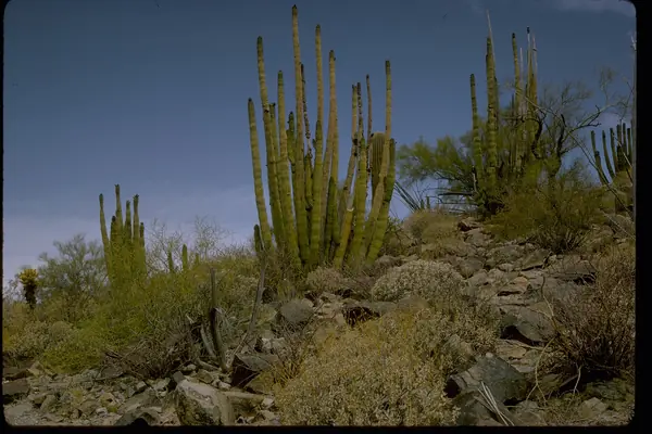 Organ pipe cactus and desert peaks