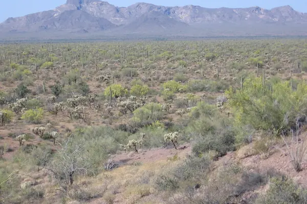 The Sonoran Desert wilderness