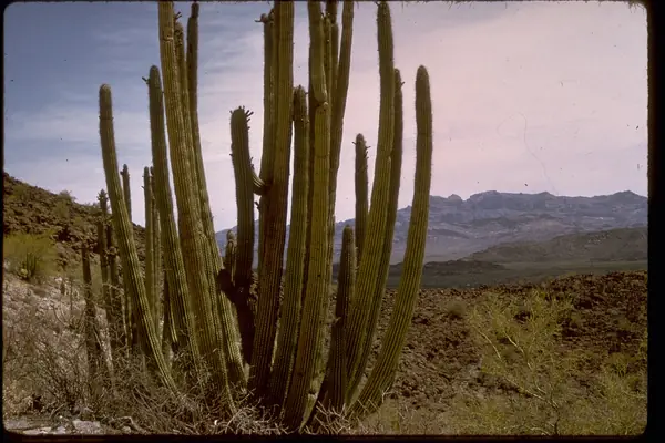 A cluster of organ pipe cactus
