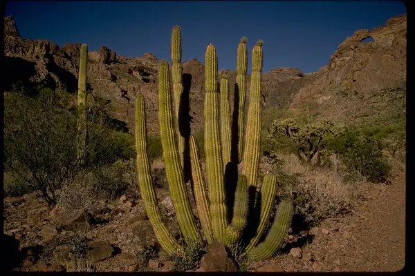 Desert and the Ajo Range