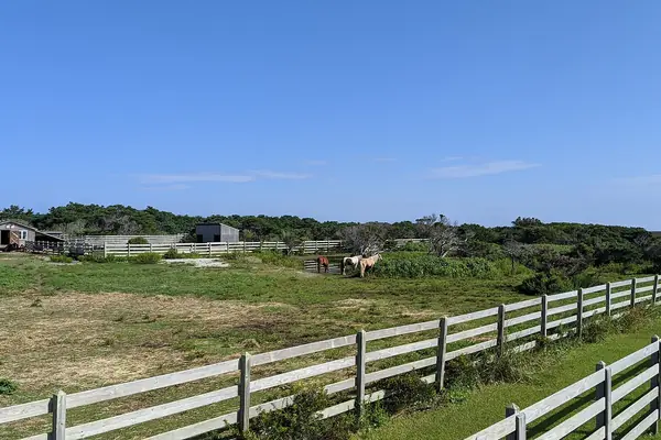 Wild ponies at Ocracoke