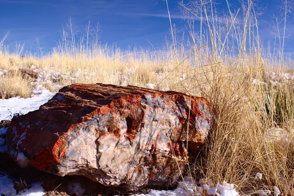 Petrified wood like polished stone