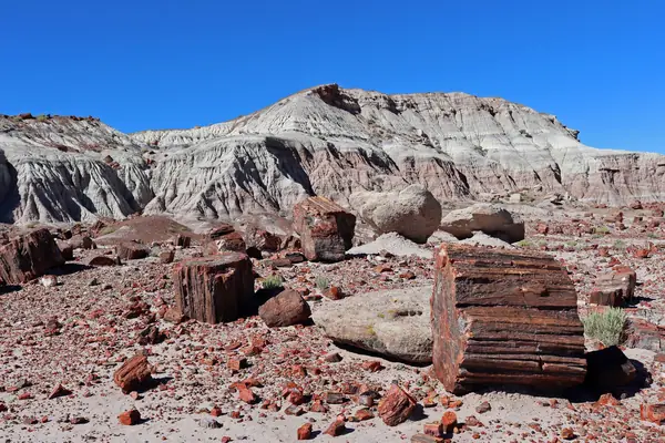 Petrified logs in Jasper Forest