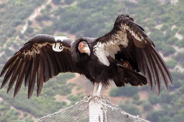 A California condor soars overhead
